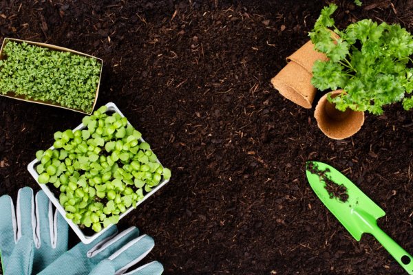 plants and tools on some brown potting soil in a garden 